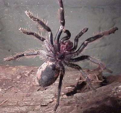 /img/15402-tarantula-handling.webp