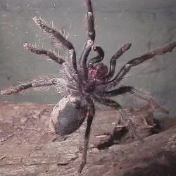 /img/15402-tarantula-handling.webp