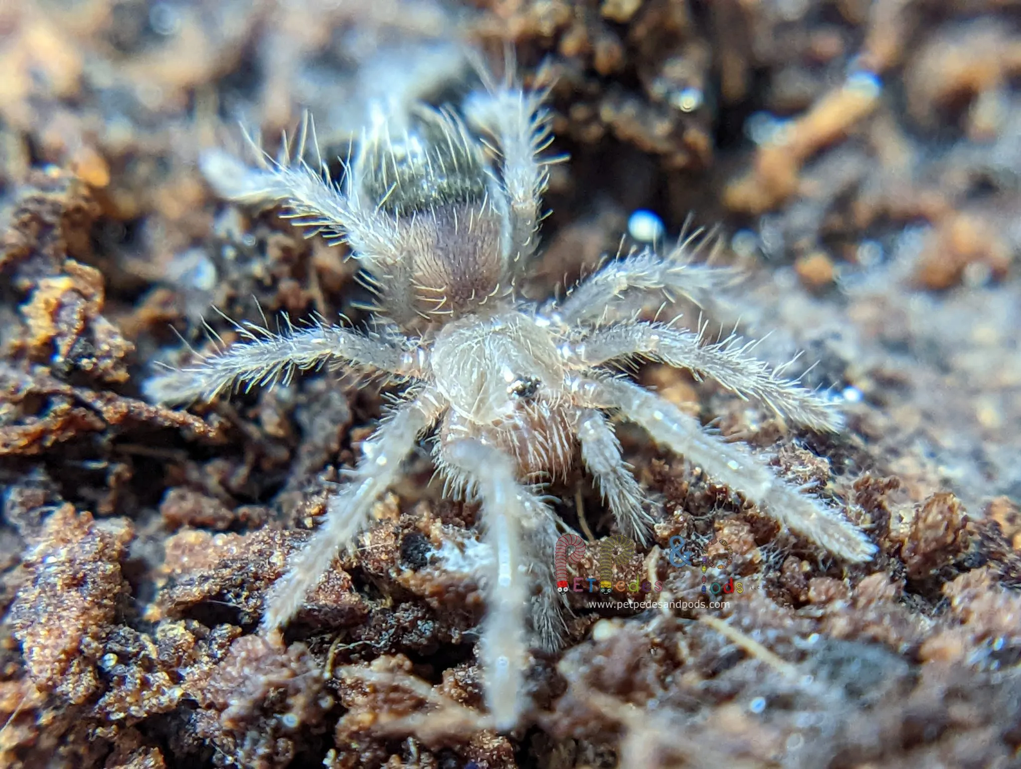 15402 tarantula sling feeding