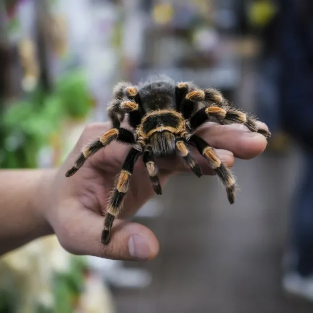 15403 tarantula feeding