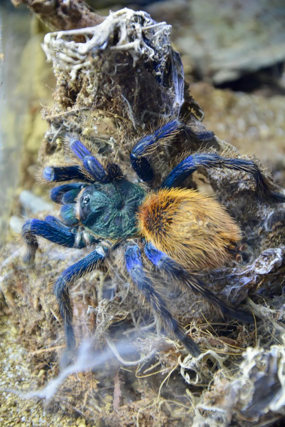 15405 blue tarantula legality