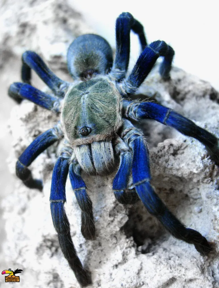 15405 blue tarantula seller