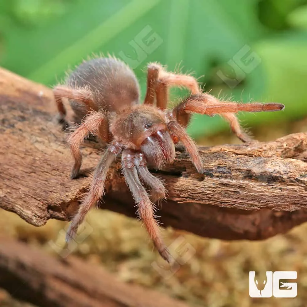15406 tarantula feeding