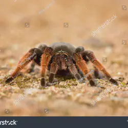 /img/15406-tarantula-health.webp