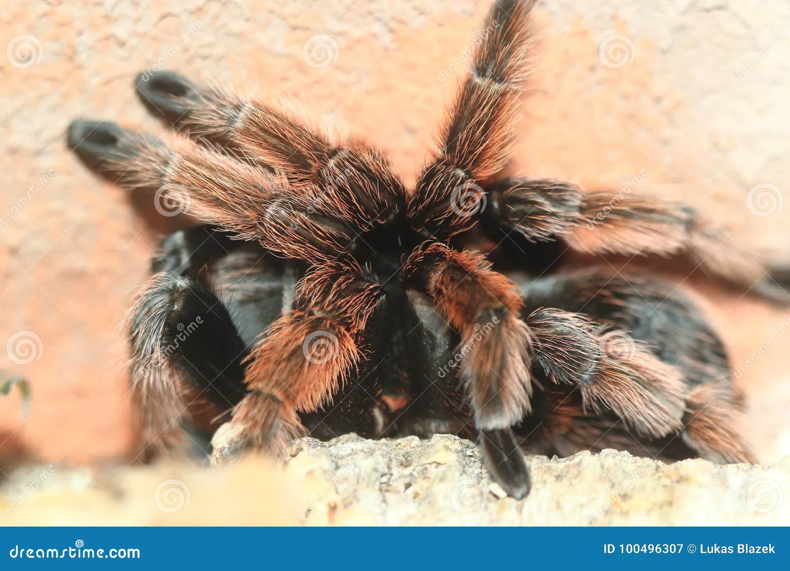15406 tarantula molting