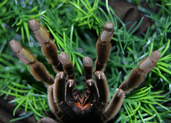 15407 dog tarantula bite vet care