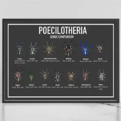 /img/15409-buying-tarantula-posters-online.webp