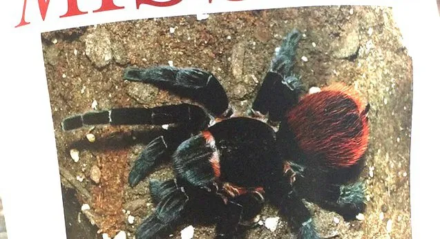 15412 tarantula egg sac