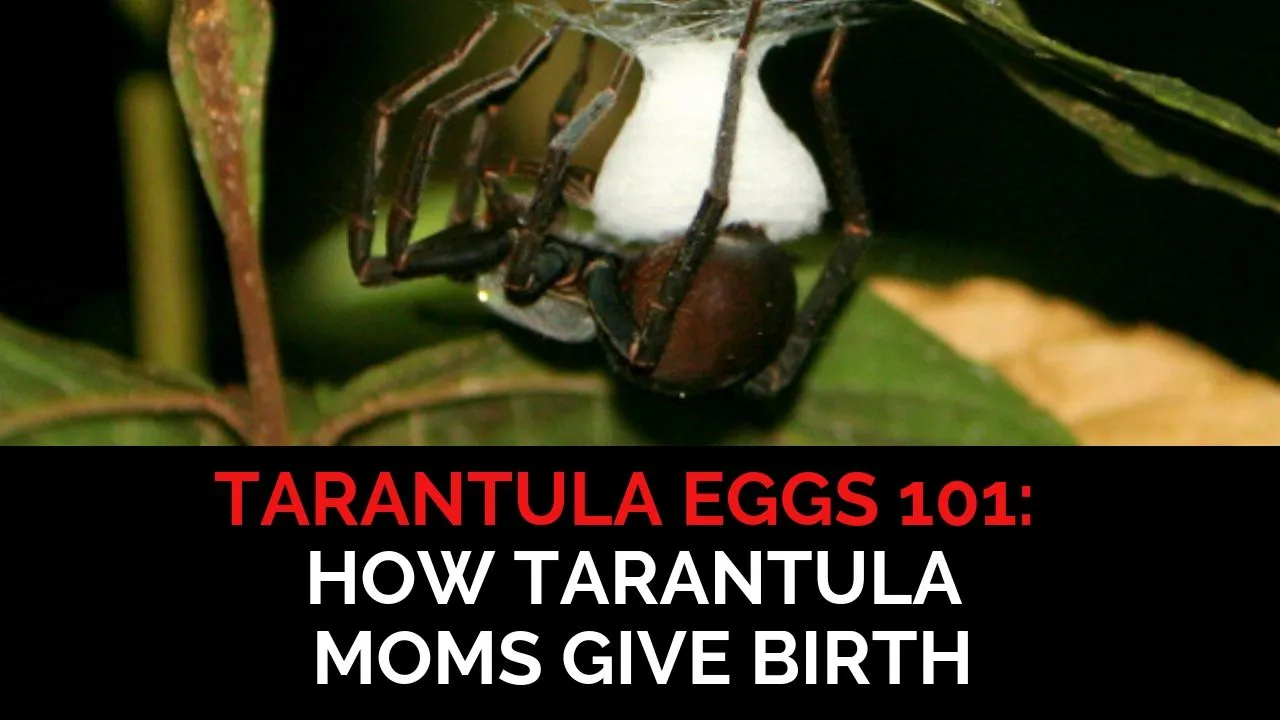 15412 tarantula gestation period