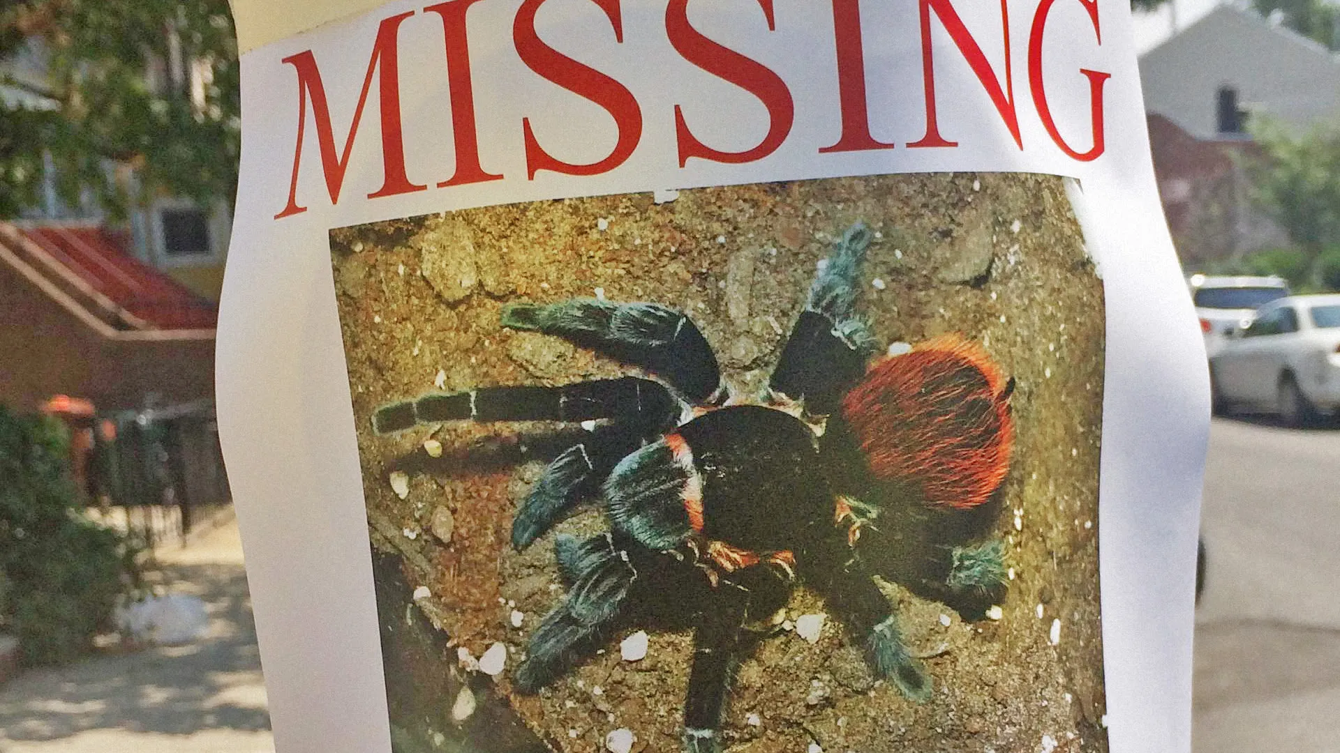 15412 tarantula mating