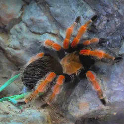 /img/15413-tarantula-feeding.webp