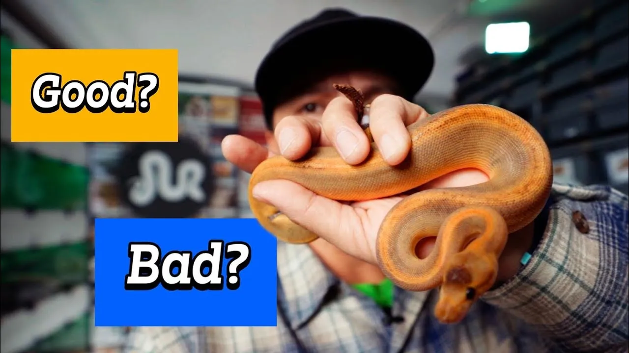 15415 tarantula handling tips