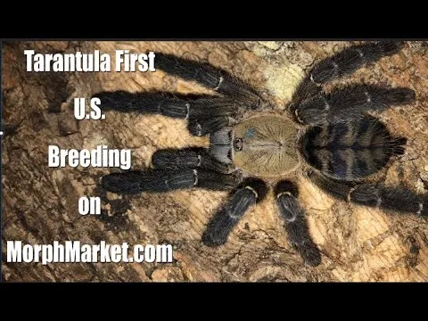 15415 tarantula molting