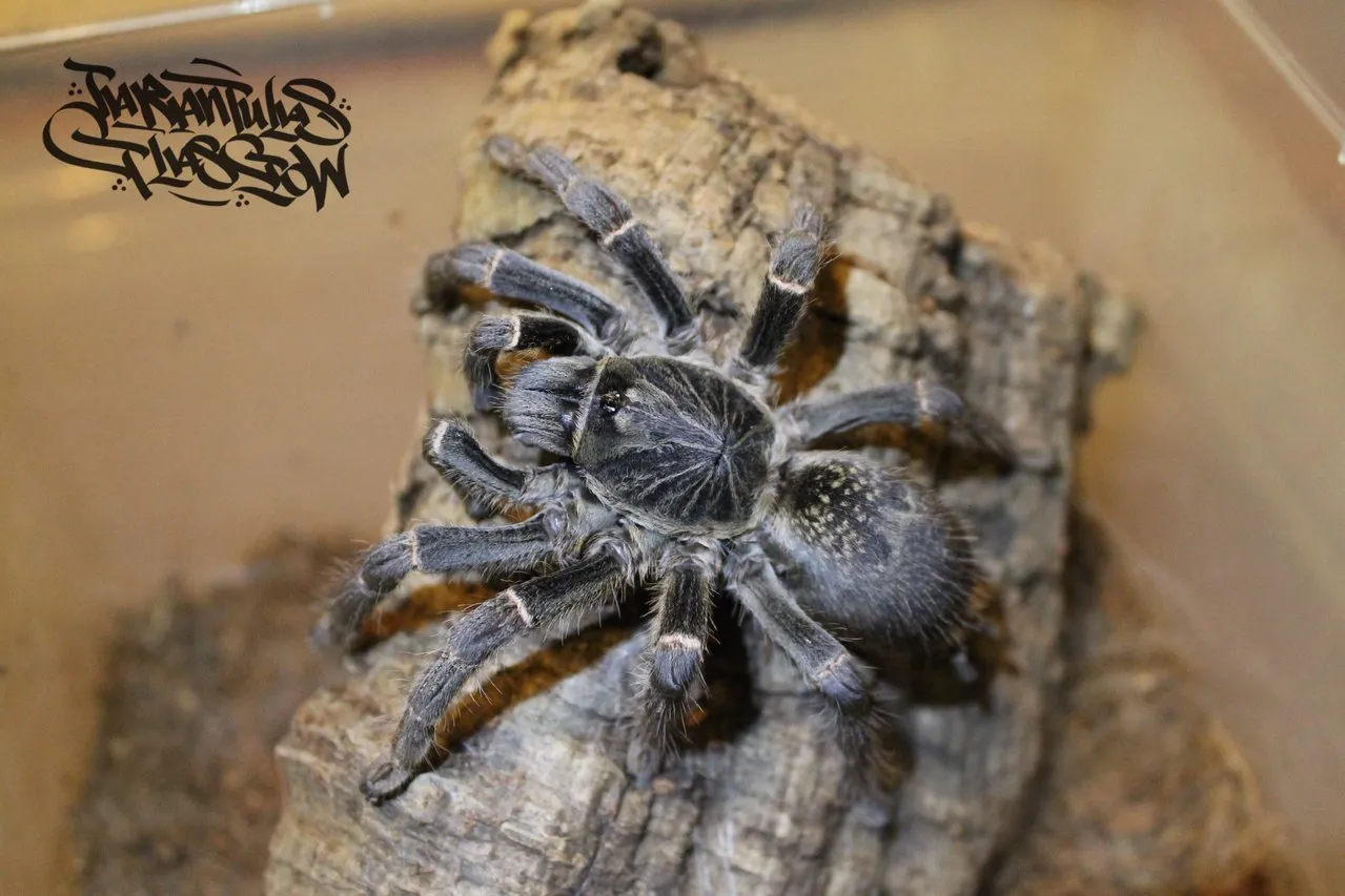 15415 tarantula substrate options