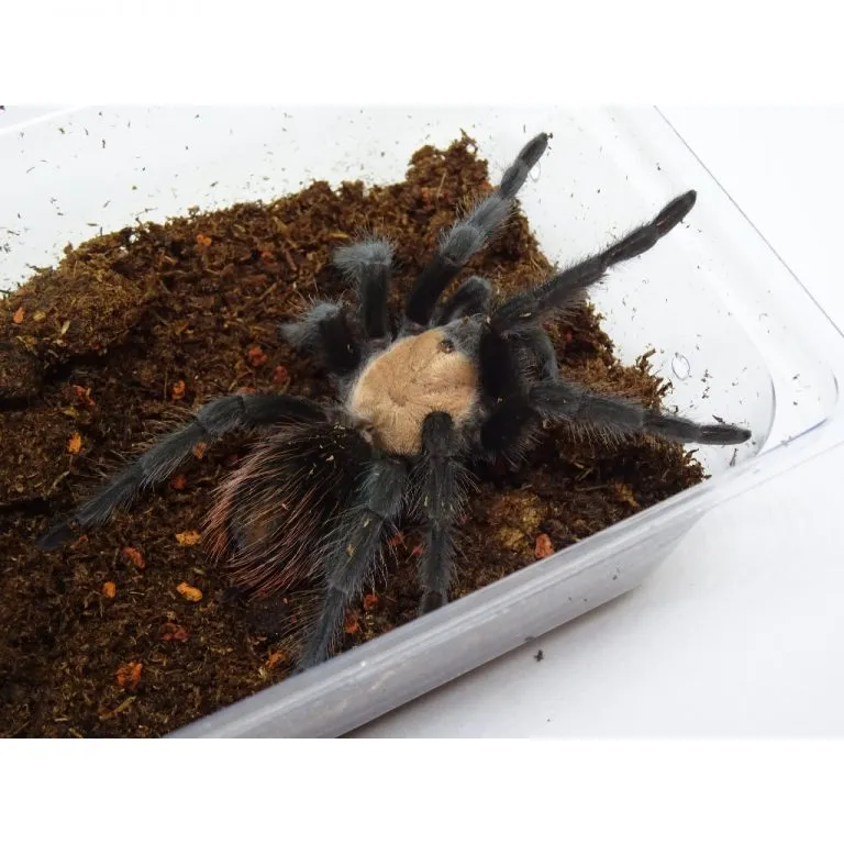 15415 tarantula water dish
