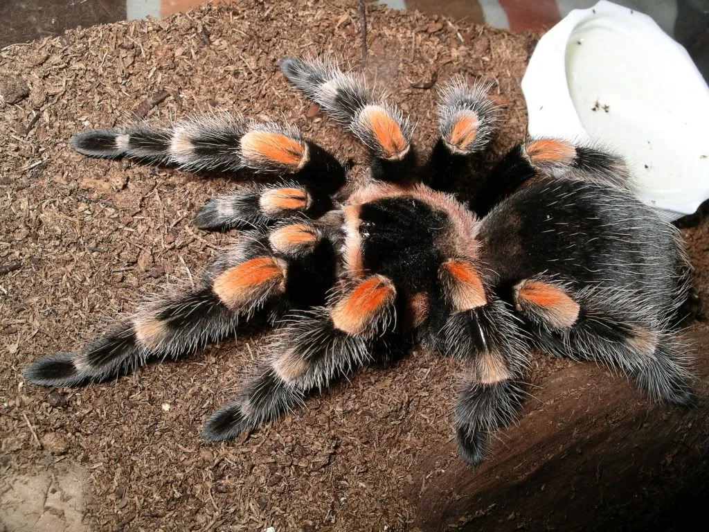 15416 kids tarantula handling