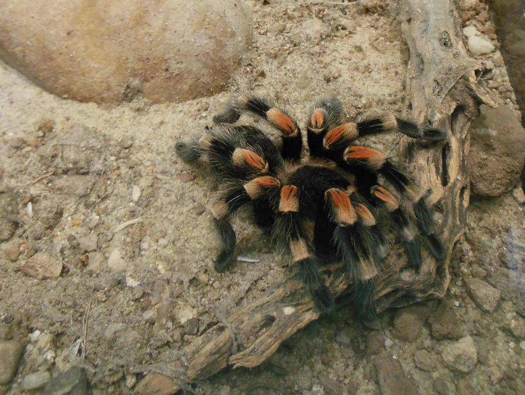 /img/15416-red-knee-tarantula-eating.webp