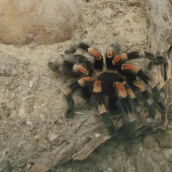 /img/15416-red-knee-tarantula-eating.webp