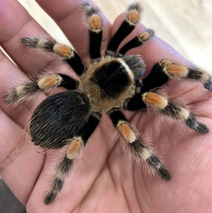 15416 tarantula feeding