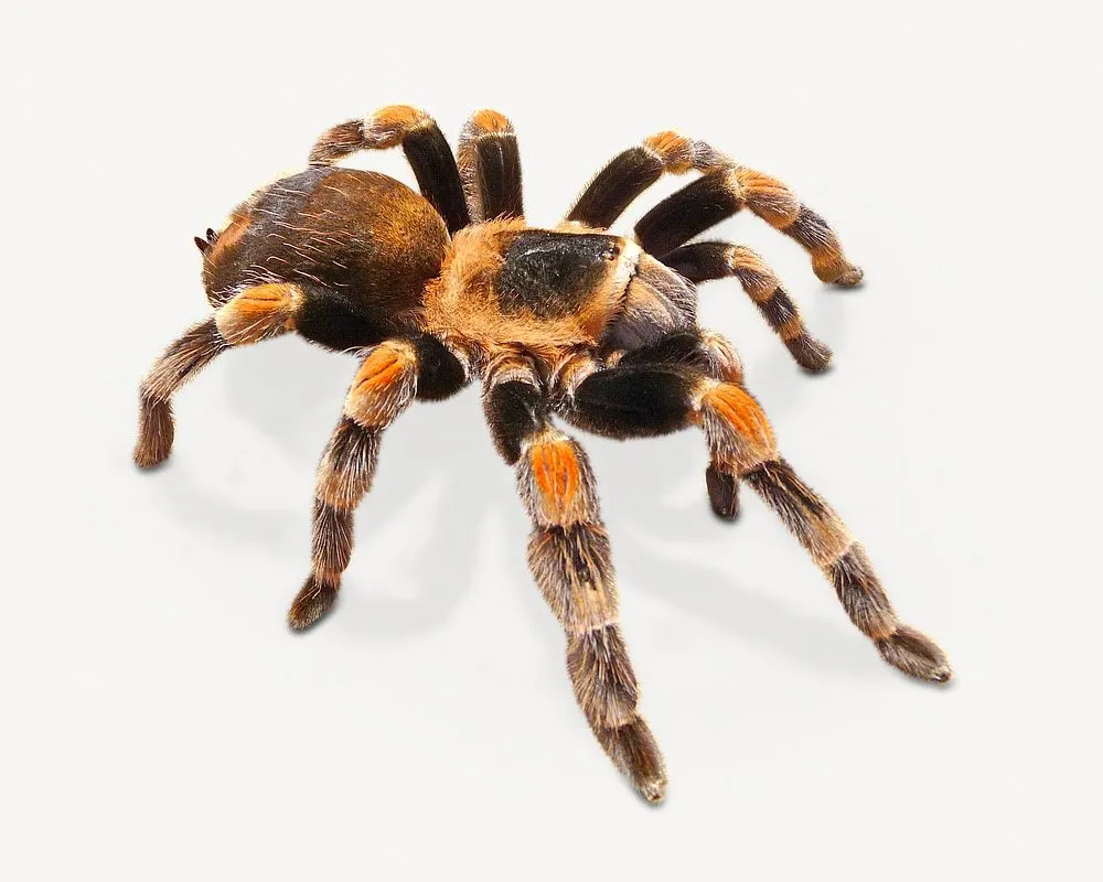 15416 tarantula molting