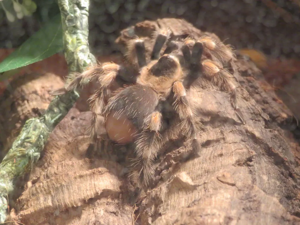 15416 tarantula terrarium