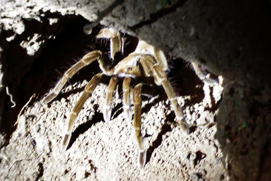 15418 tarantula amazon spider defensive pose