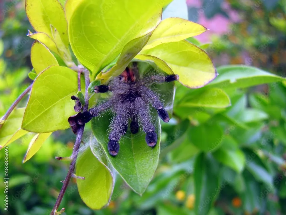 15418 tarantula amazon spider in habitat