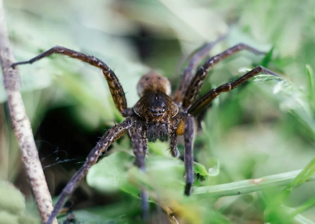 /img/15418-tarantula-amazon-spider-pet.webp