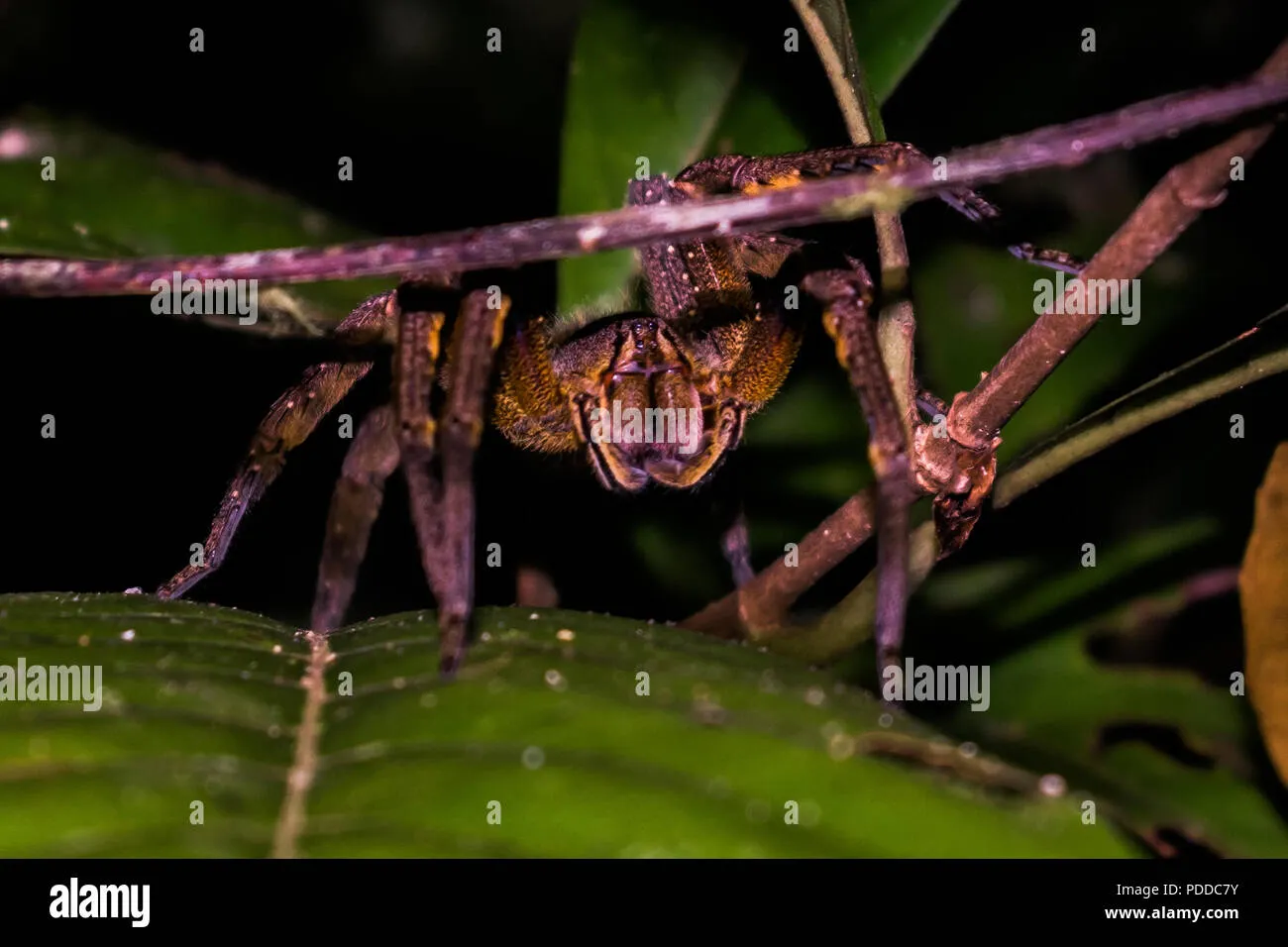 15418 tarantula amazon spider size comparison