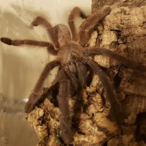 15420 purple earth tiger tarantula coloration