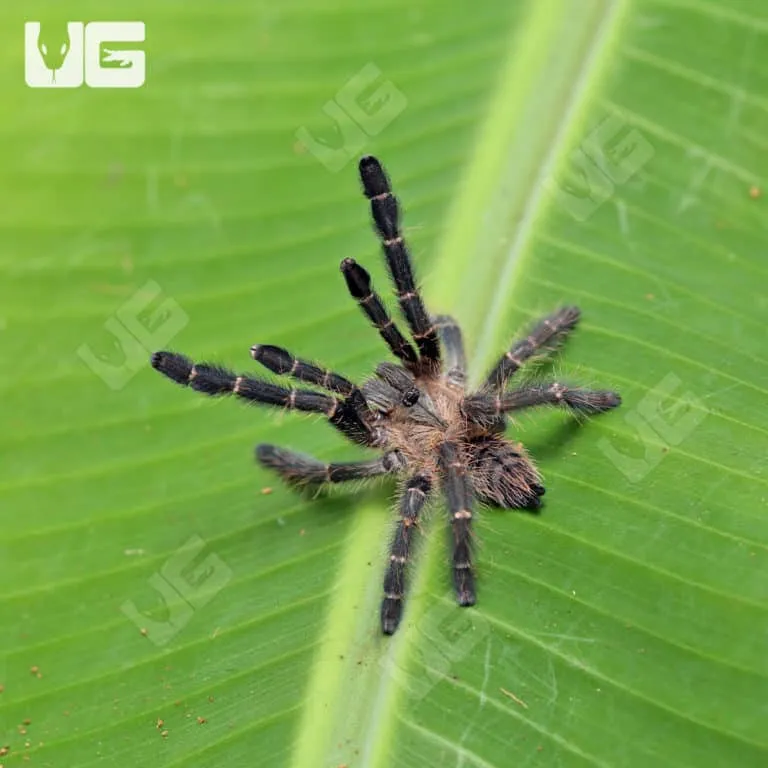 15420 purple earth tiger tarantula feeding