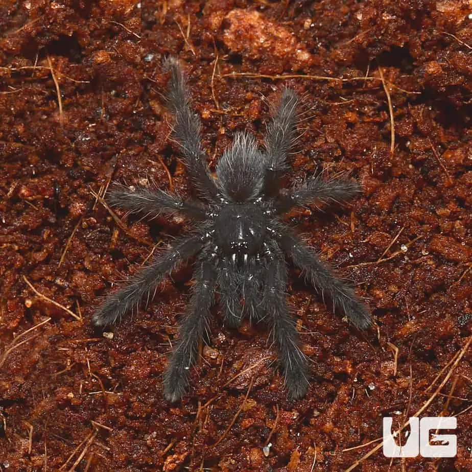 15420 purple earth tiger tarantula size