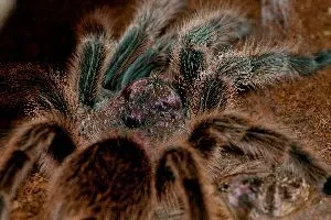 /img/15421-healthy-rose-hair-tarantula.webp