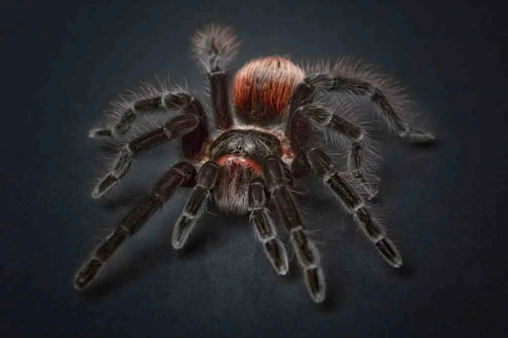 15422 pinktoe tarantula feeding