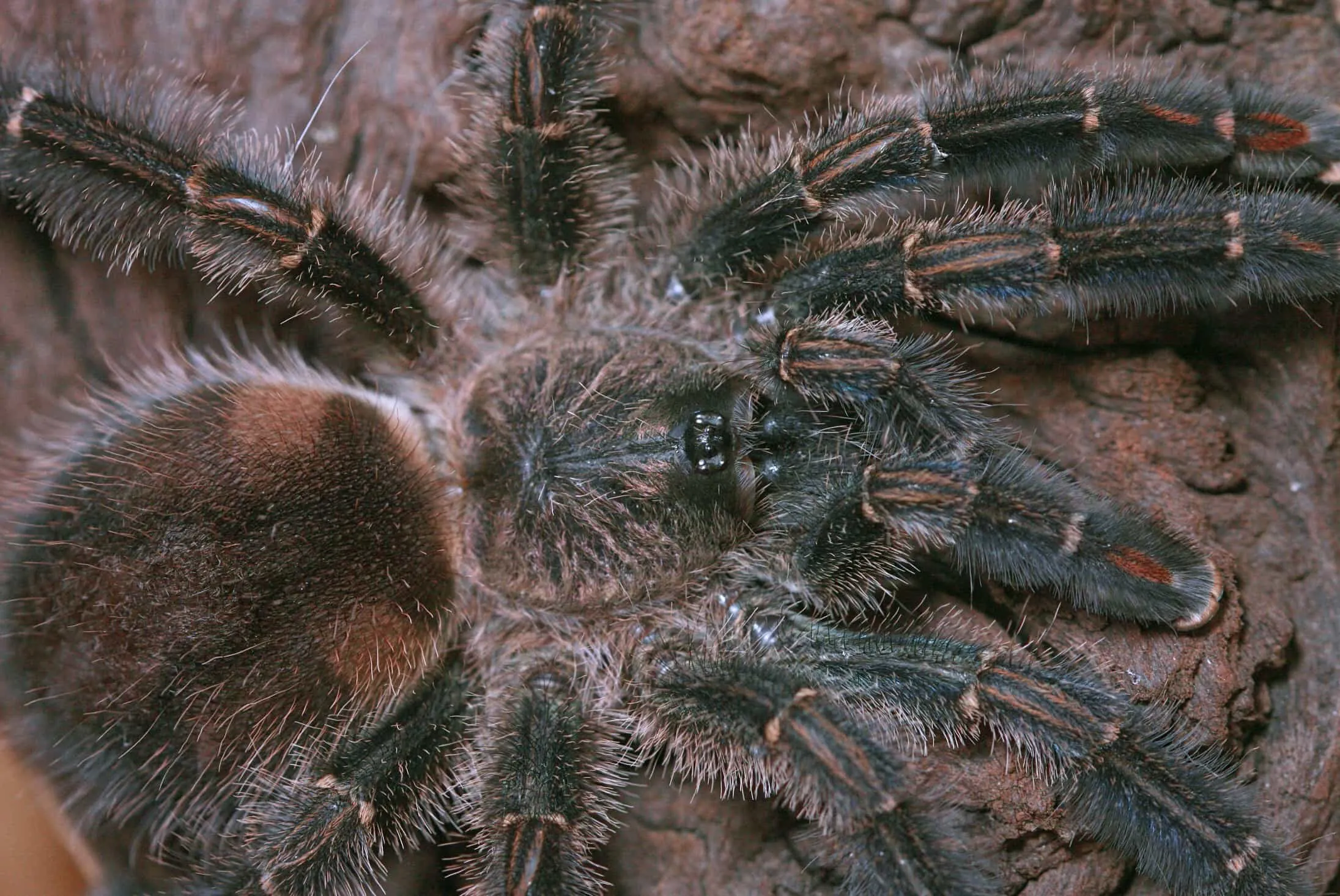 15422 pinktoe tarantula habitat