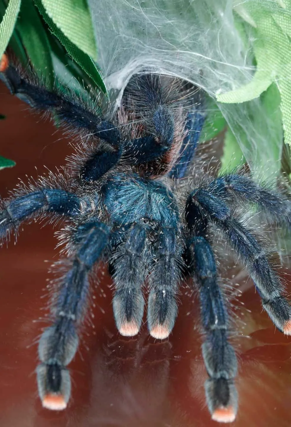 15422 pinktoe tarantula handling