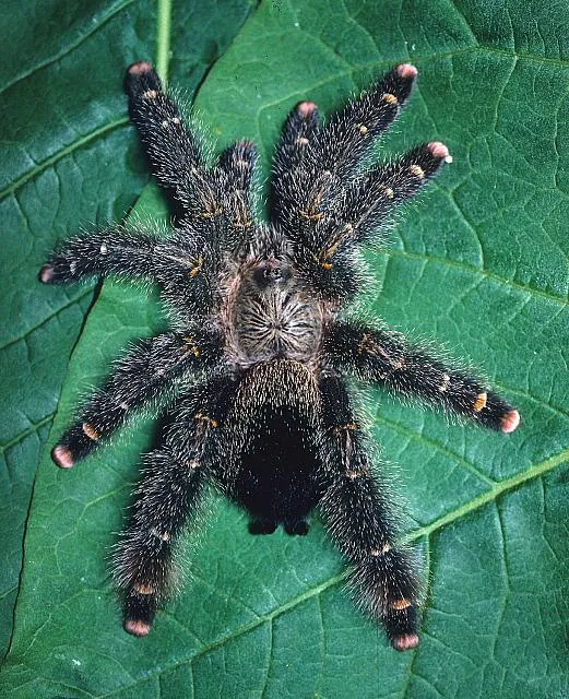 15422 pinktoe tarantula molting