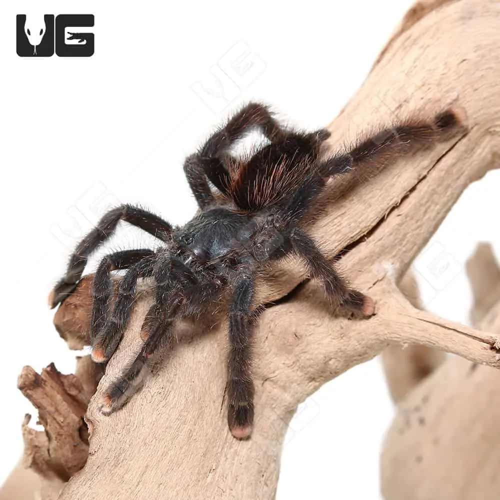 15422 pinktoe tarantula size