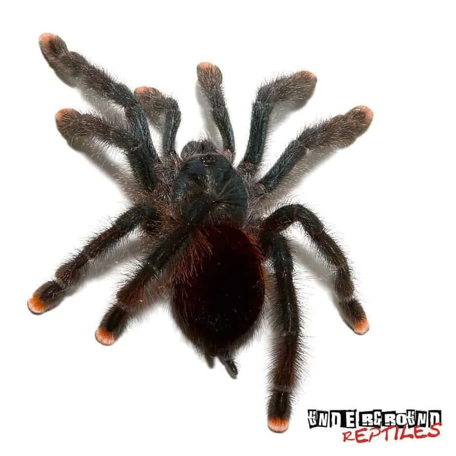 /img/15422-pinktoe-tarantula-varied-prey.webp