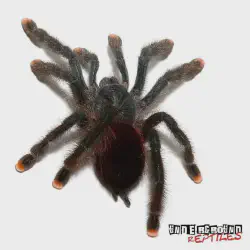 /img/15422-pinktoe-tarantula-varied-prey.webp