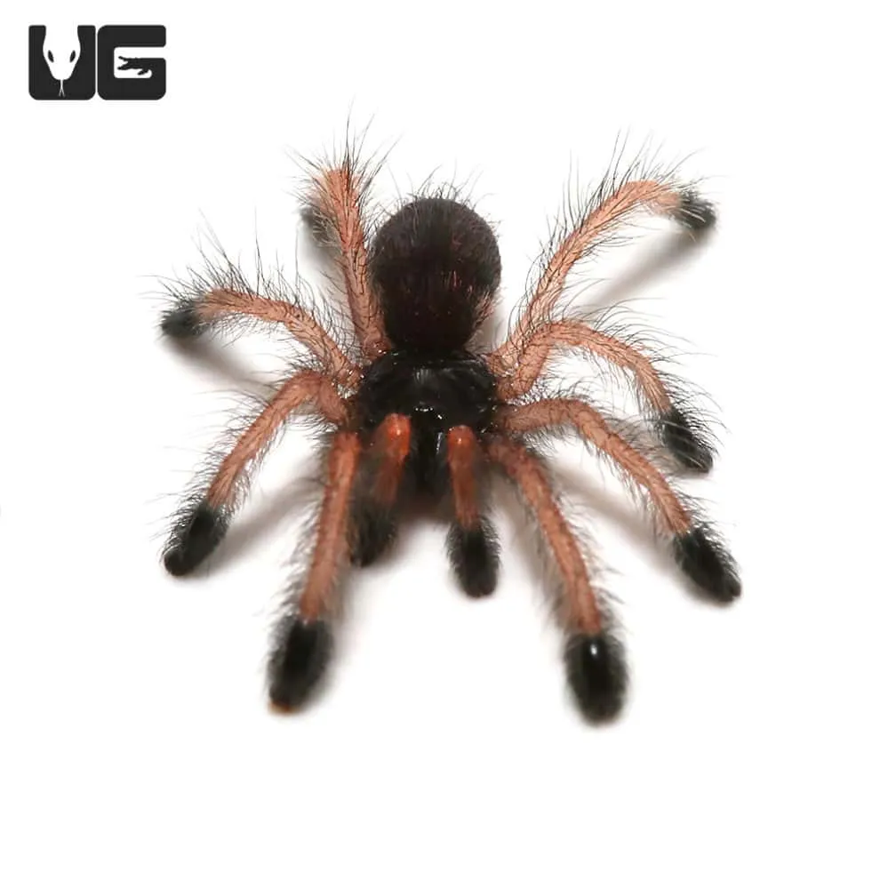 15422 pinktoe tarantula water