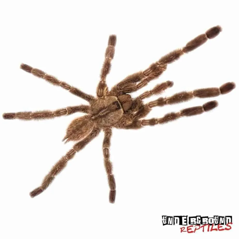 15423 indian ornamental tarantula feeding
