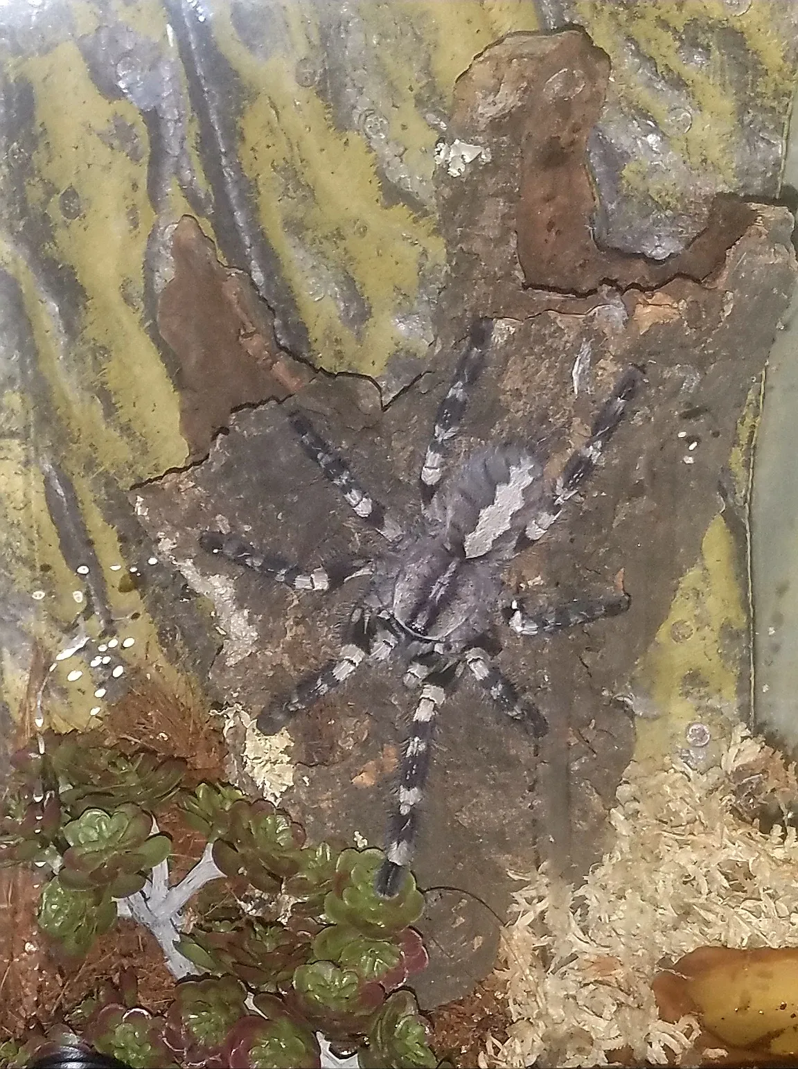 15423 indian ornamental tarantula male female