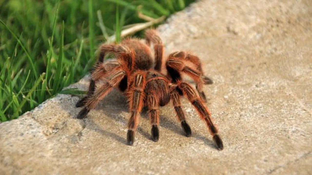 15424 chilean rose tarantula fangs