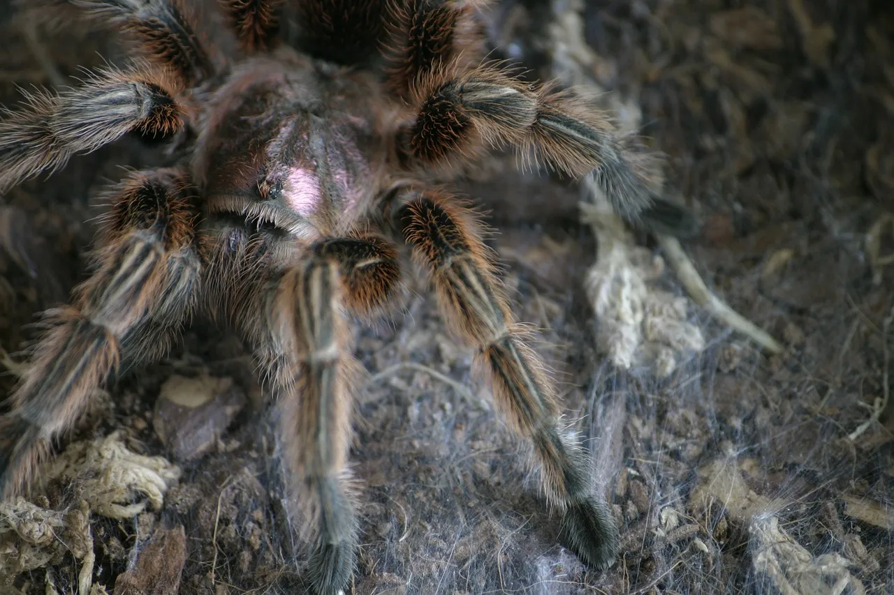 15424 chilean rose tarantula first aid
