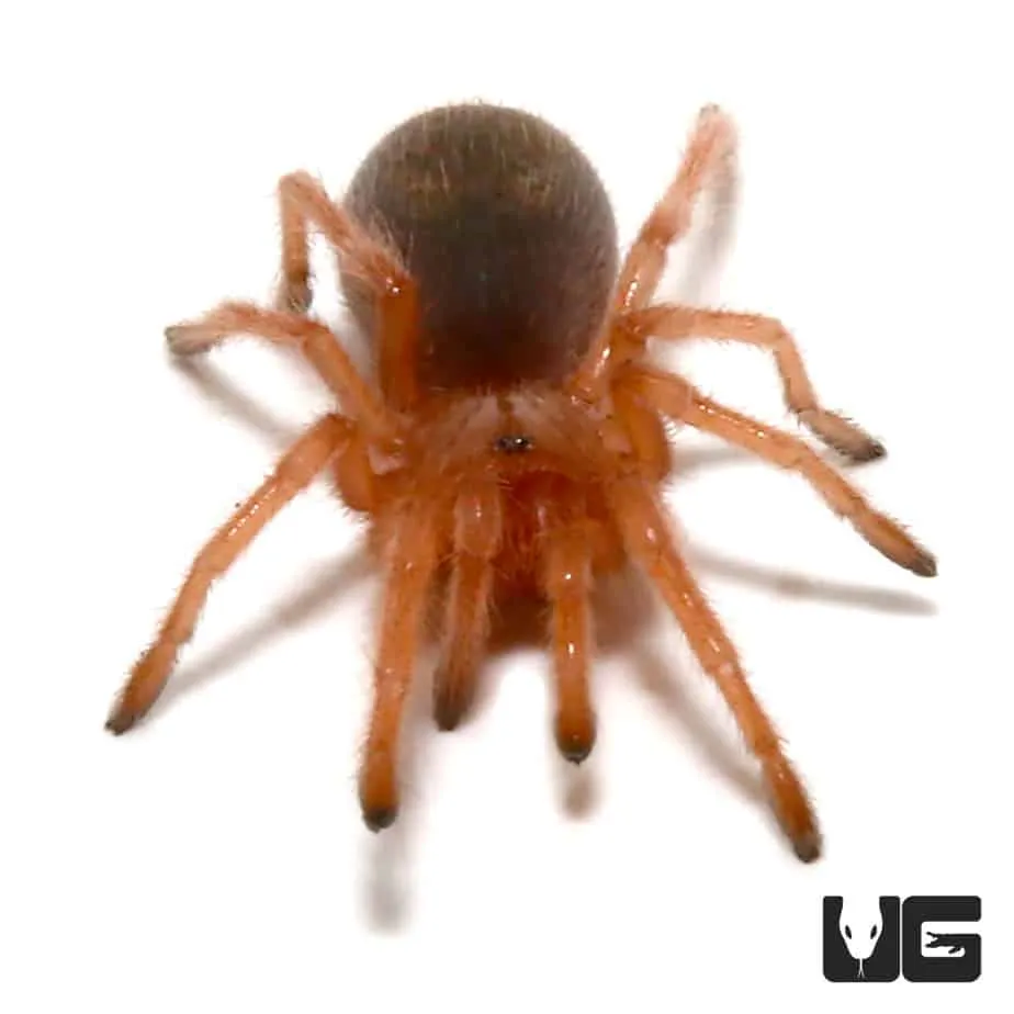 15424 chilean rose tarantula venom 1