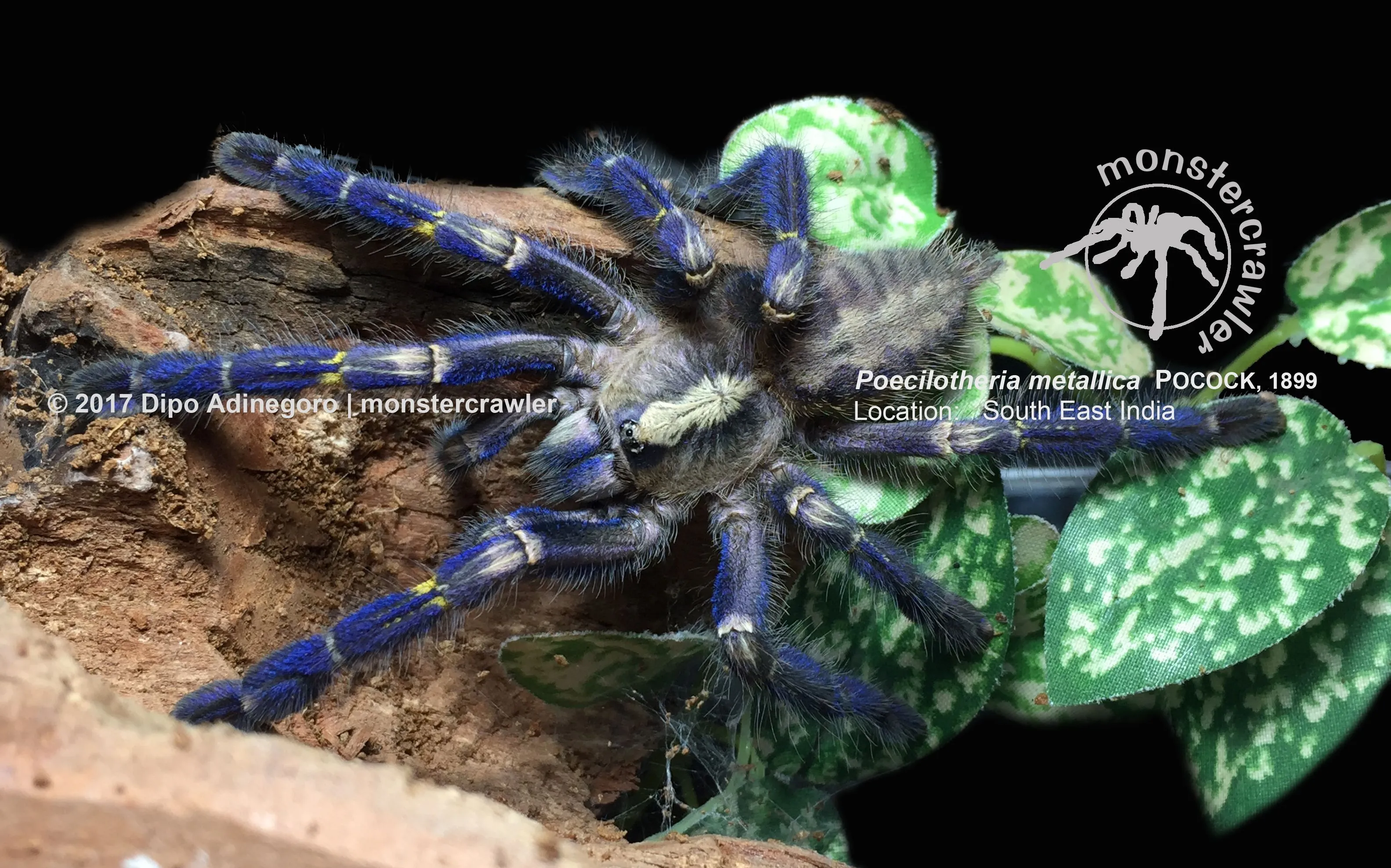 15426 p metallica tarantula breeding
