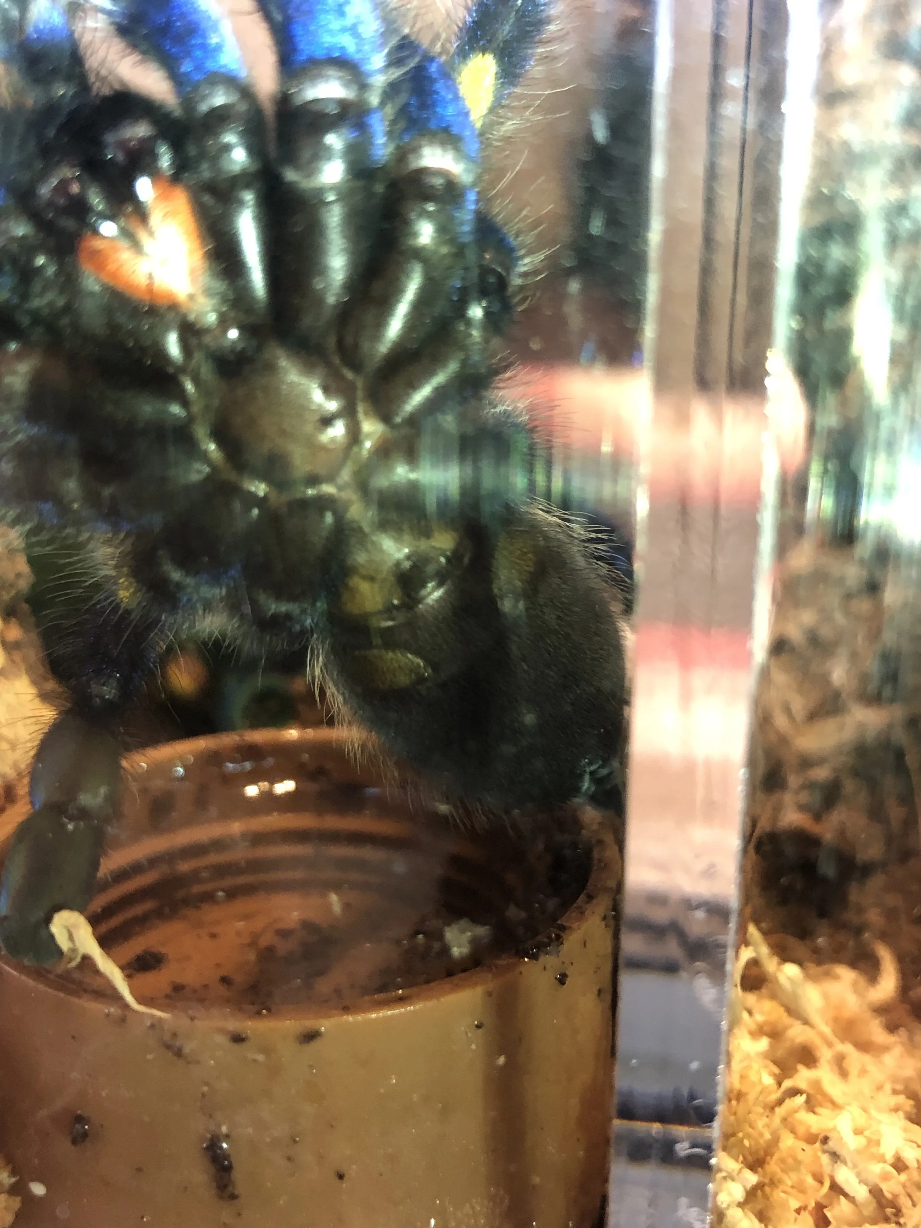 15426 p metallica tarantula colors