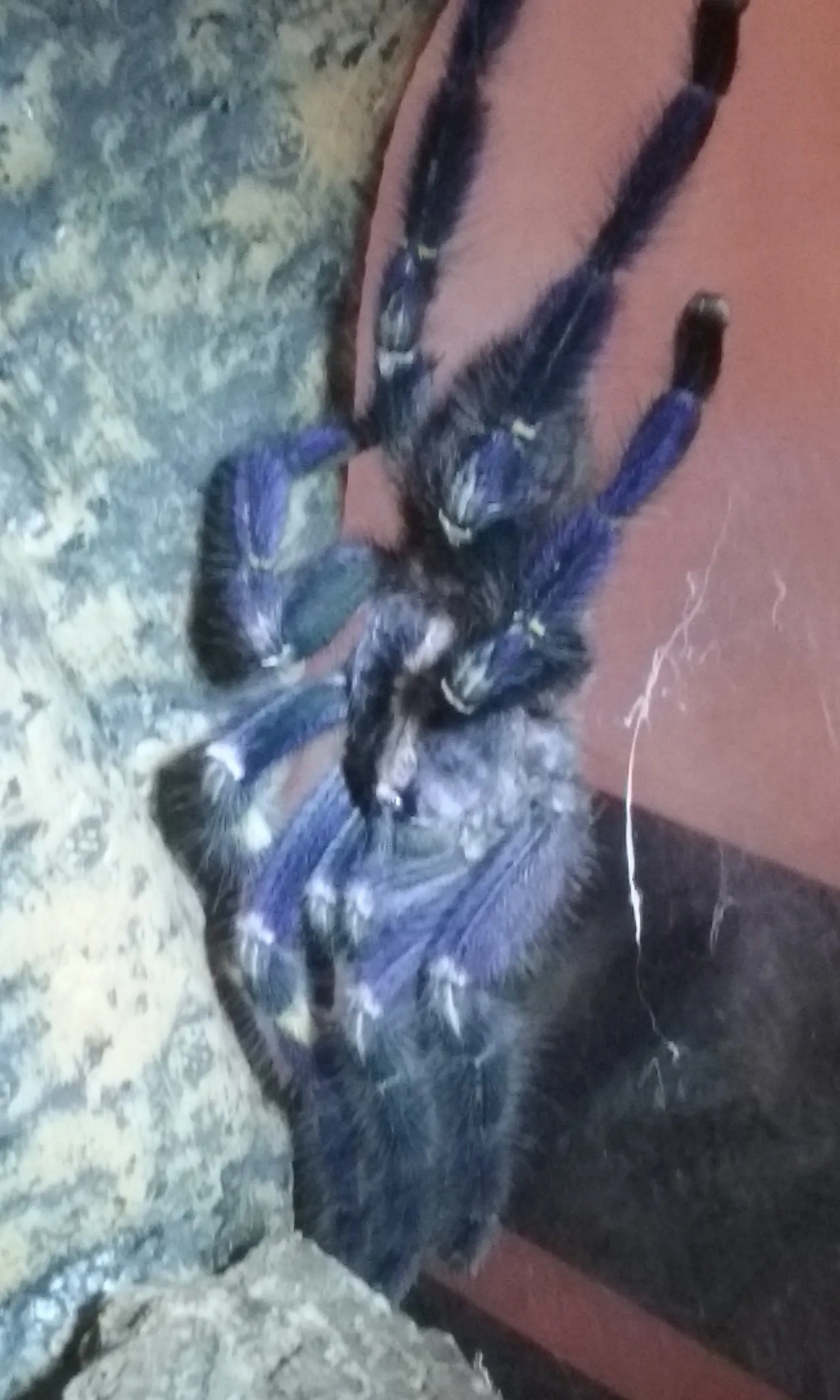 15426 p metallica tarantula feeding