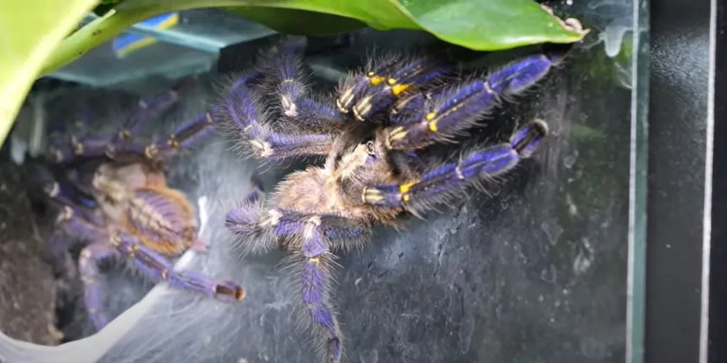 15426 p metallica tarantula handling